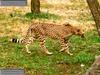 Cheetah (Acinonyx jubatus) - Jackson Zoological Park