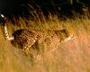 Cheetah (Acinonyx jubatus) running
