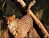 Cheetah (Acinonyx jubatus) territorism