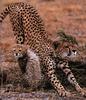 Cheetah (Acinonyx jubatus) rumping mom and kitten