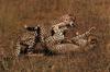 Cheetah (Acinonyx jubatus) romping juveniles