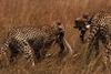 Cheetahs (Acinonyx jubatus) hunting antelope