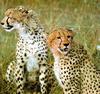 Cheetahs (Acinonyx jubatus) pair