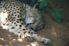 Cheetah (Acinonyx jubatus) resting - Colchester Zoo