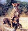 Cheetah (Acinonyx jubatus) mother guarding cubs