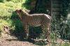 Cheetah (Acinonyx jubatus) - Colchester Zoo