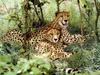 Cheetahs (Acinonyx jubatus) pair relaxing in bush
