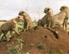 Cheetahs (Acinonyx jubatus) on termite mound