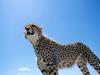 Cheetah (Acinonyx jubatus) under blue sky