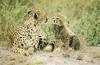 Cheetah (Acinonyx jubatus) mother and cub