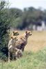 Cheetahs (Acinonyx jubatus)