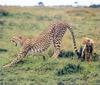 Cheetah (Acinonyx jubatus) mother and cub - Masai Mara, Kenya