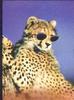 Cheetah (Acinonyx jubatus) sunglasses