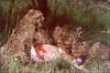 Cheetah (Acinonyx jubatus) family - dinner