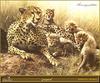 [Animal Art] Cheetah (Acinonyx jubatus) family - by Carl Brenders