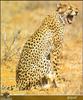 Cheetah (Acinonyx jubatus) yawning