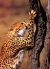 Cheetah (Acinonyx jubatus) tree climbing