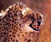 Cheetah (Acinonyx jubatus) snarling face