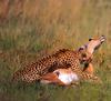 Cheetah (Acinonyx jubatus) antelope hunter