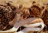 Cheetah (Acinonyx jubatus) juveniles munching on the haunch of a young springbok