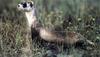 Black-footed Ferret (Mustela nigripes)