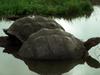 Tortoise  closeup