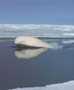Beluga (Delphinapterus leucas)  - Canadian Arctic