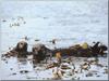 Sea Otters (Enhydra lutris) in kelp forest