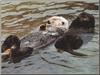 Sea Otters (Enhydra lutris) back swimming