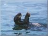 Sea Otter (Enhydra lutris) back swimming