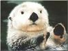 Sea Otter (Enhydra lutris) white face