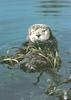 Sea Otter (Enhydra lutris) in kelp