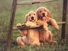 Puppies leaning on ladder