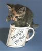 Kitten into mug