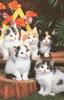 Five Kittens posing