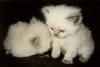 Kittens: Ittybitty and Chubs