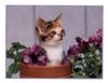 Kitten in a pot