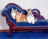 Kittens - Multiplicity Cats