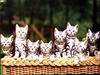 Ouriel - Chat - Kittens in basket