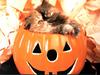 Ouriel - Chat - Kitten in Halloween pumpkin