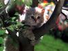 Ouriel - Chat - Kitten on tree