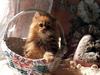 Ouriel - Chat - Kitten in basket