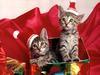 Ouriel - Chat - Kittens of Santa in present box