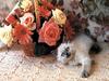 Ouriel - Chat - Kitten and flowers