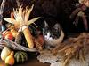 Ouriel - Chat - Kitten harvest
