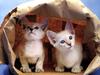 Ouriel - Chat - Kittens in paper bag