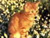 Ouriel - Chat - Kitten