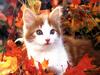 Ouriel - Chat - Kittens in maple leaves