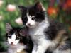 Ouriel - Chat - Kittens