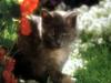 Ouriel - Chat - Kitten